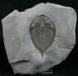 Superb Dalmanites Trilobite - Long #6340-1